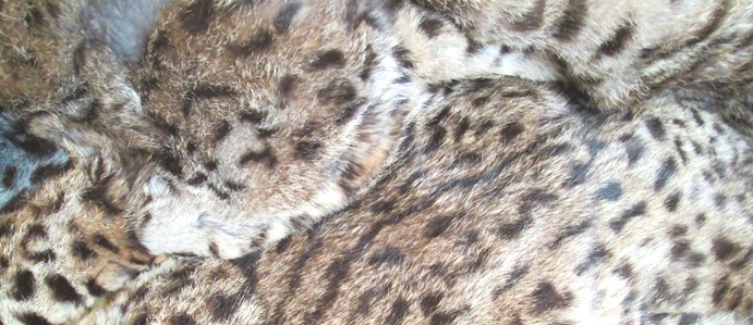 Couverture en léopard des neiges