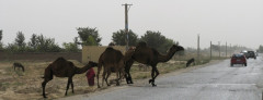Passage de chameaux