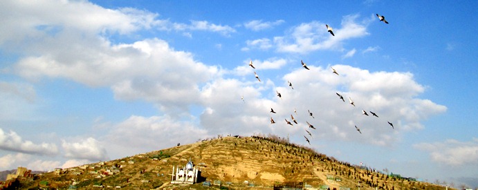 Vol de pigeons à Kaboul