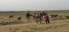 Troupeau de nomades mené à glaner dans les champs
