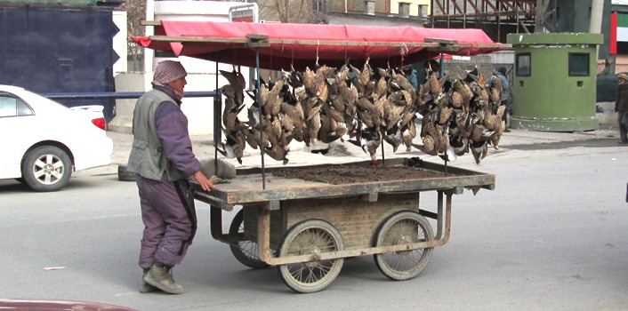 Cailles en étal mobile à Kaboul
