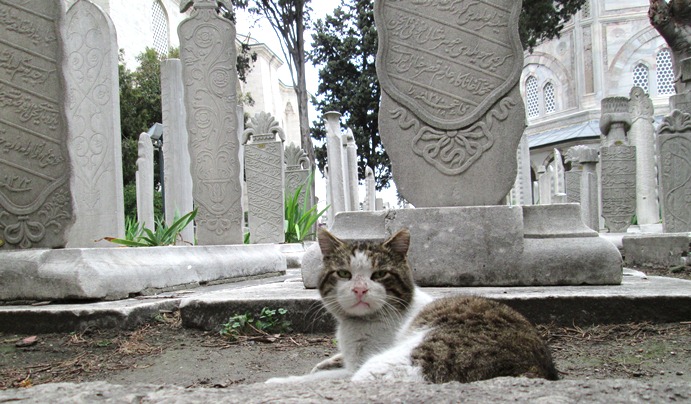 Chat de garde au tombeau de Soleiman